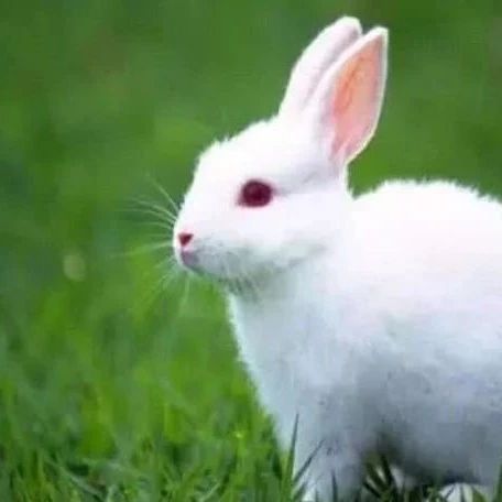 奇番情感测试:你觉得哪只是假兔子,测测你身边深爱你的有多少人?