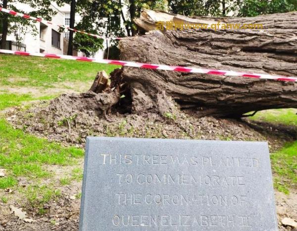 68年的伊丽莎白女王纪念树“挂了” 那70岁的太子殿下呢？
