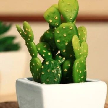 家居生活:防辐射植物有哪些?什么东西防辐射最好?