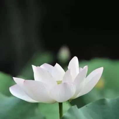 情感测试:你认为哪朵荷花最圣洁,测你在他心中的分量有多重!