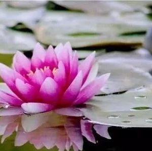 情感测试:哪朵荷花最漂亮?测你暗恋的TA对你好奇吗