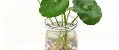 办公室、家居新宠!鱼花共赏?干净易活~御花源·水培花艺