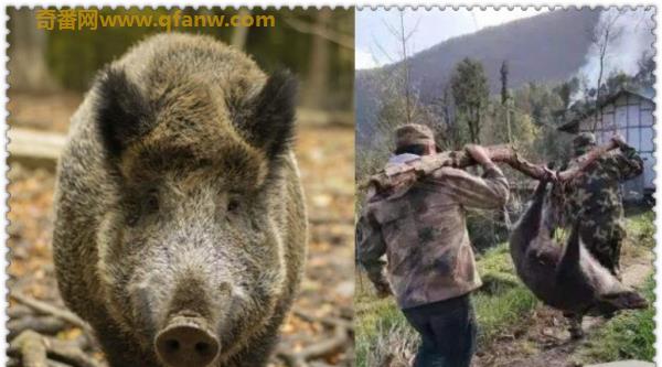 野猪通缉令 当下野猪种群泛滥到要被通缉了吗？